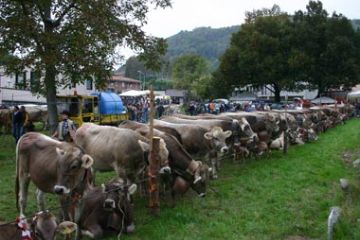 Bovini Razza Bruna - Rassegna