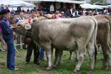 Bovini Razza Bruna - Rassegna