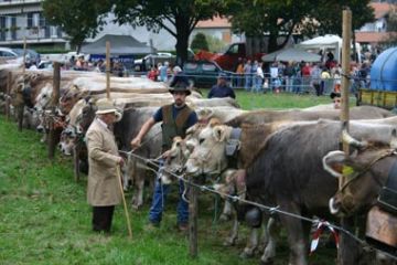 Bovini Razza Bruna - Rassegna